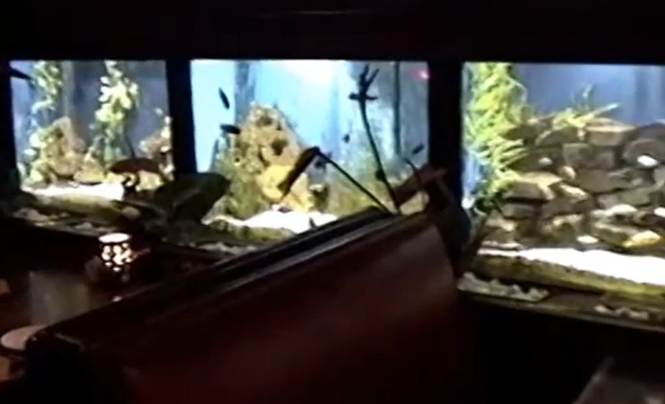 The aquarium wall, 1990s