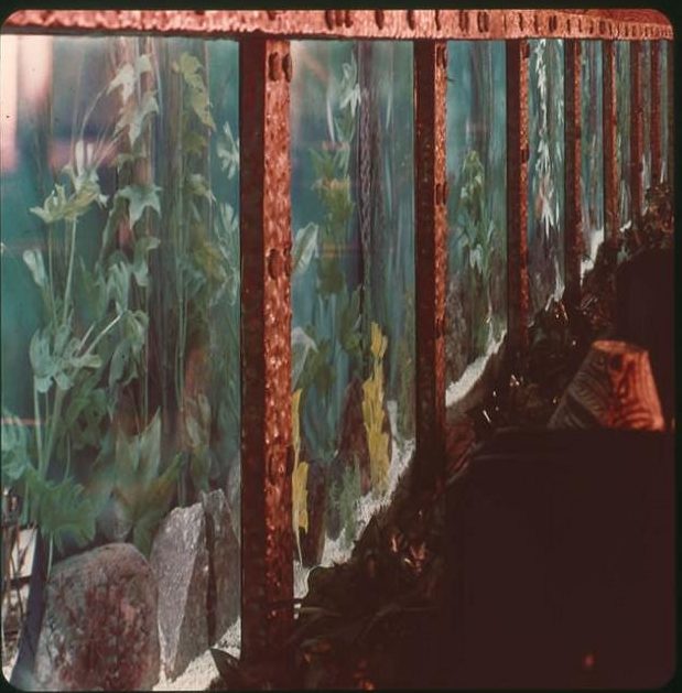 Tropical Fish